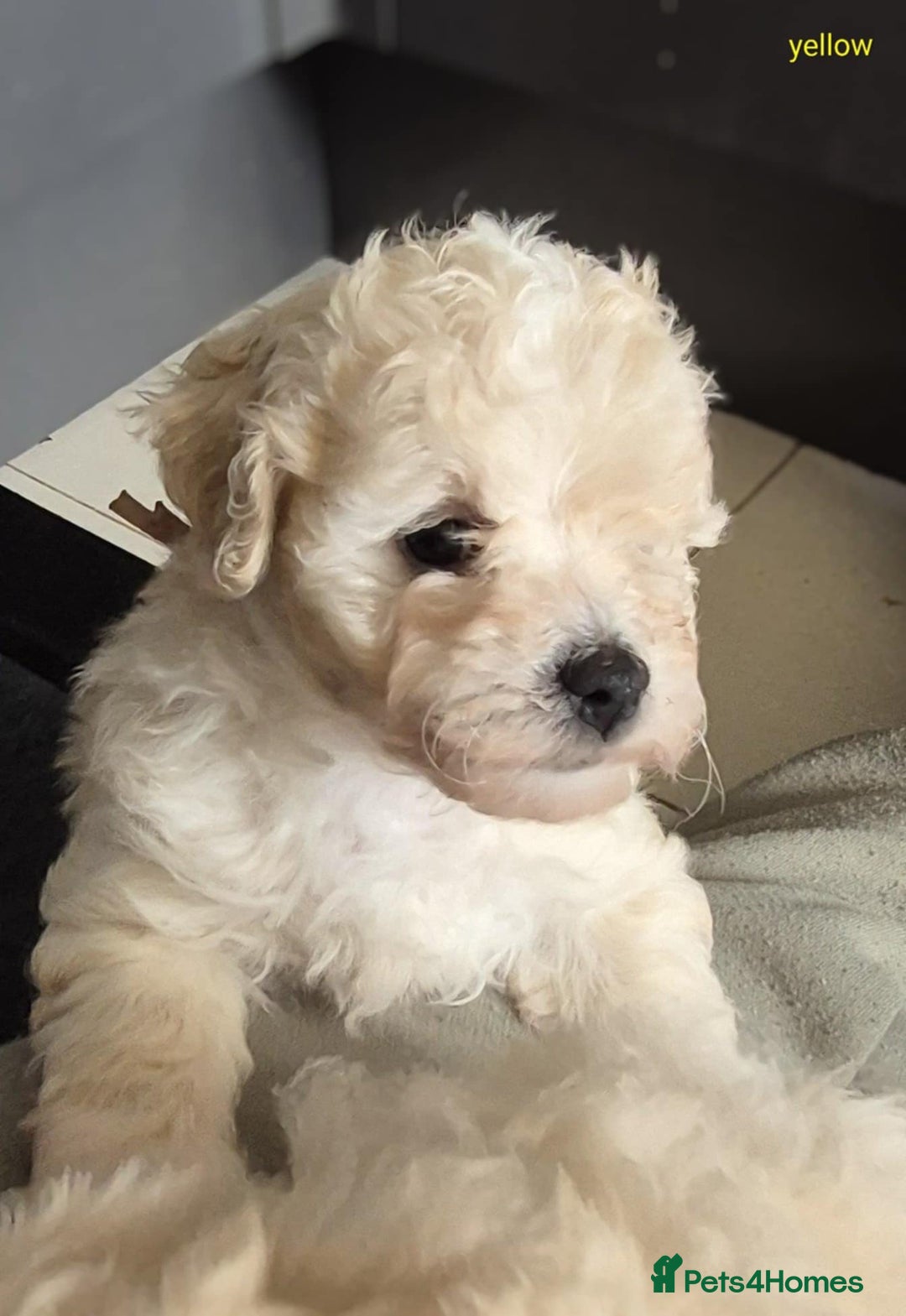 Mixed Breed dogs for sale: Bishon frise/Maltese puppies - Advert 5