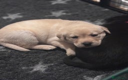 Labrador Retriever dogs for sale: Labrador puppies - Advert 15