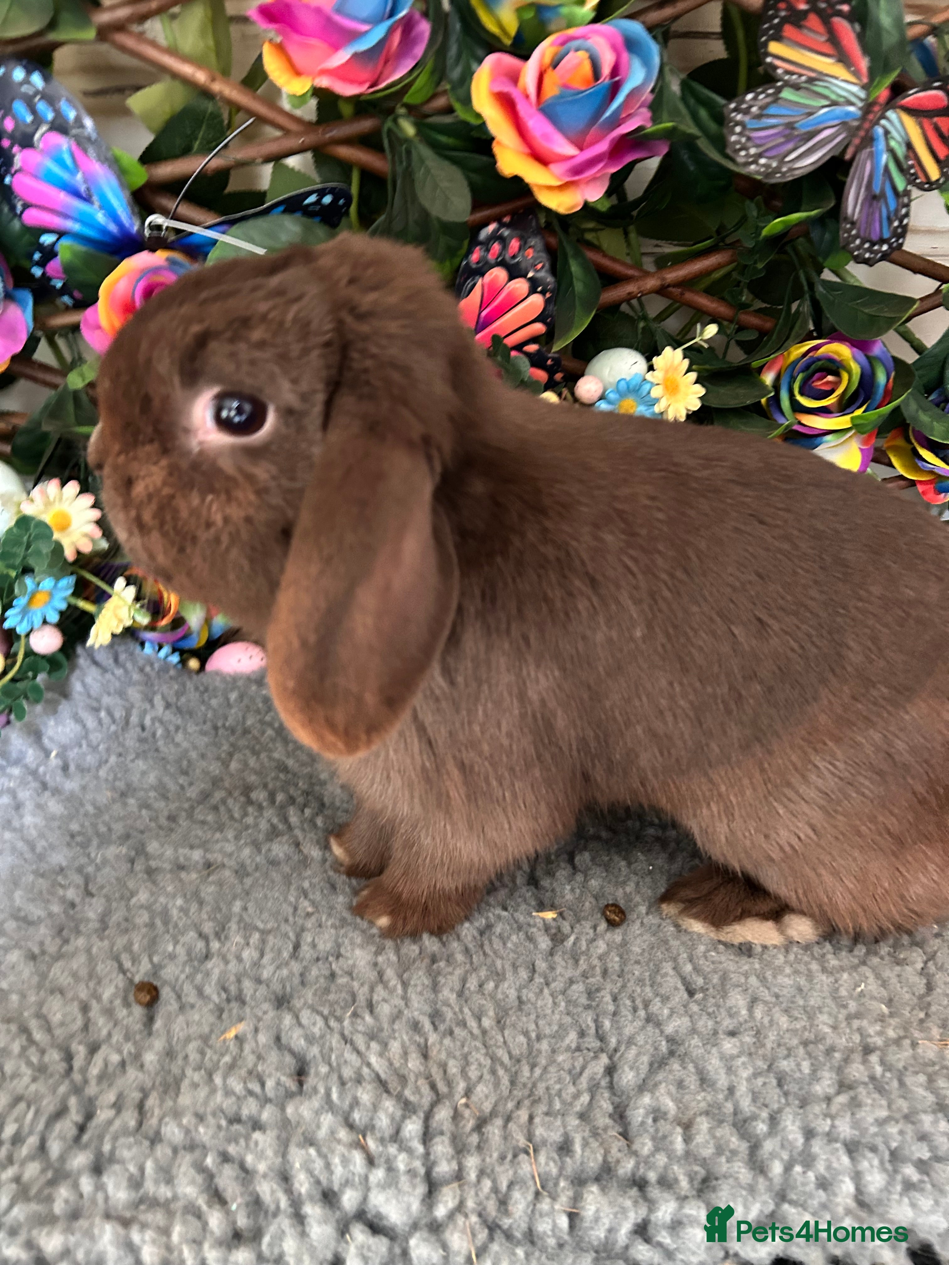 Mini Lop rabbits 💙Mini lop💙 - Advert 16