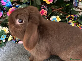 Mini Lop rabbits 💙Mini lop💙 - Advert 16