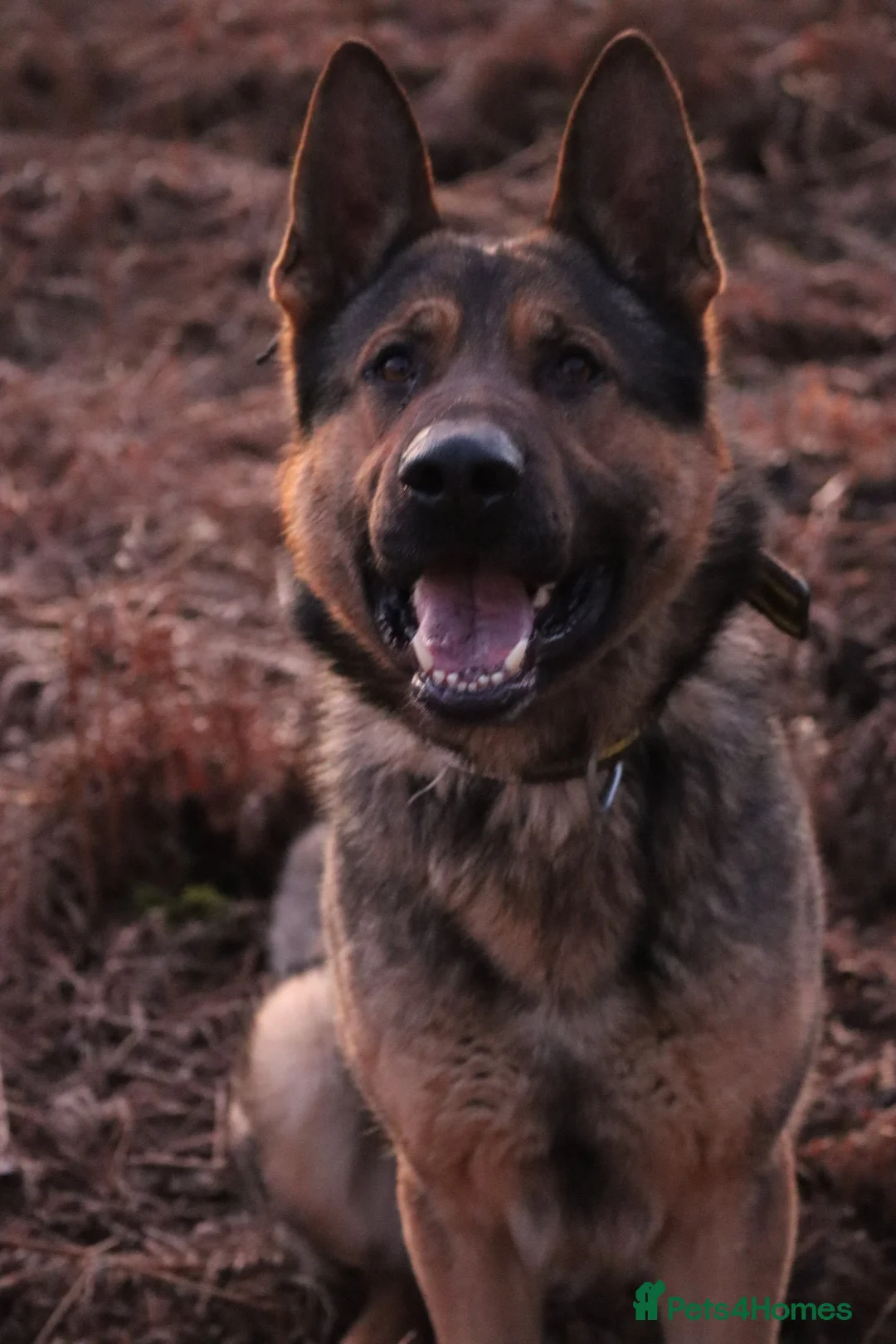 German Shepherd dogs for sale: Chewbacca the handsome gsd  - Advert 15