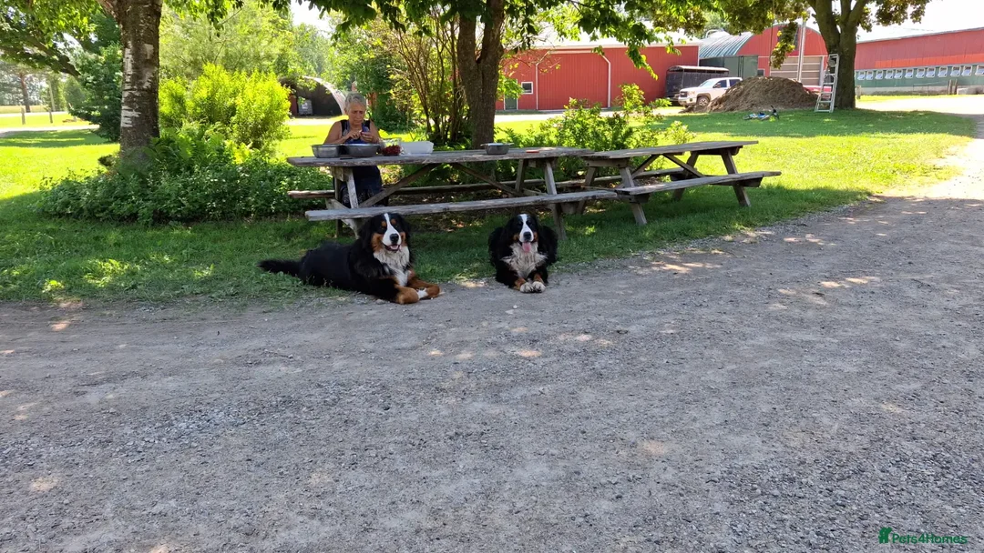Bernese Mountain Dog dogs for sale: Female bernese mountain dog puppies  in London - Advert 9