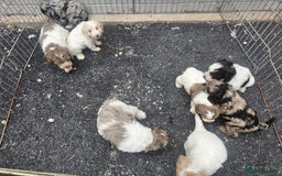 Cockapoo dogs for sale: Cockapoo puppies 🐶  - Image 38