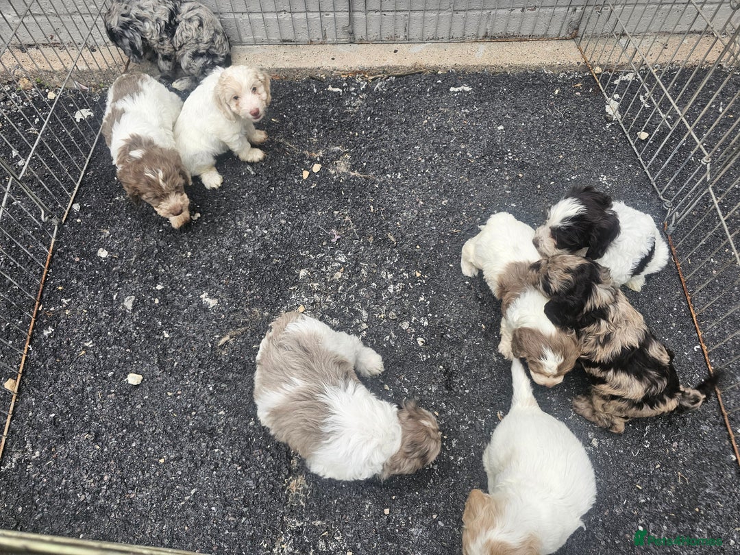 Cockapoo dogs for sale: Cockapoo puppies 🐶  - Image 38