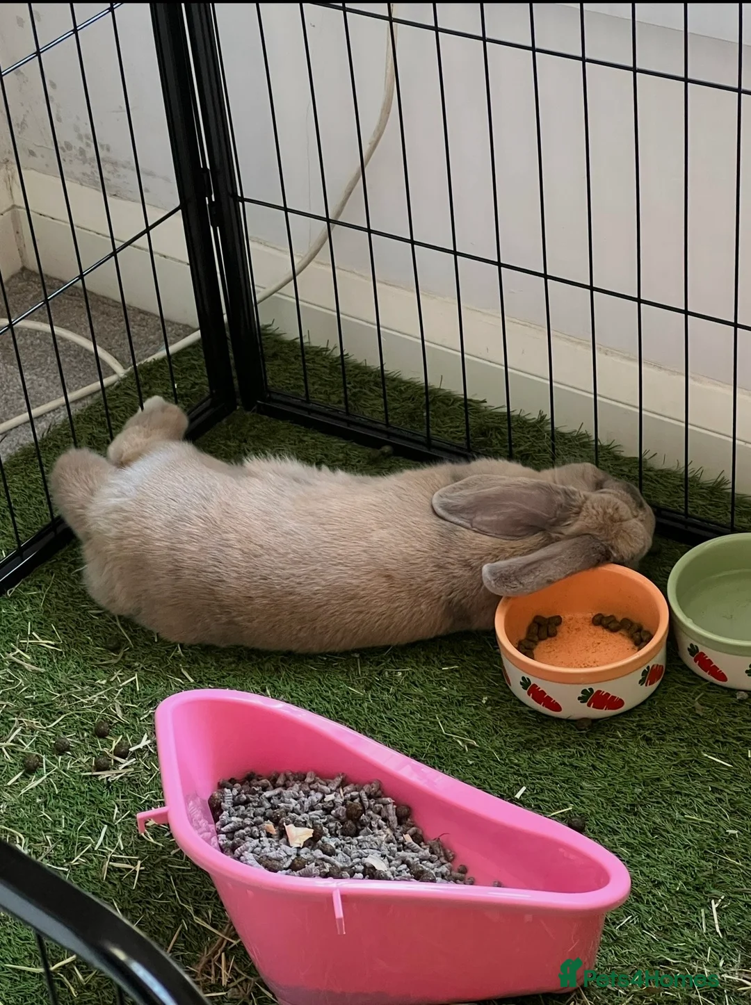 French Lop rabbits for sale: 6 year old rabbit  in Milford Haven - Advert 5