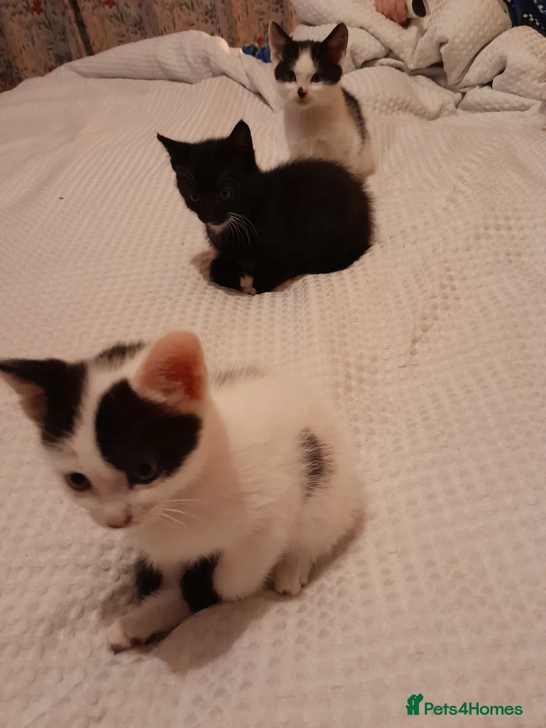 Mixed Breed cats for sale: Kitten - Advert 8