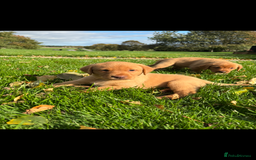 Labrador Retriever dogs for sale: Fox Red Labrador Puppies For Sale - Image 1