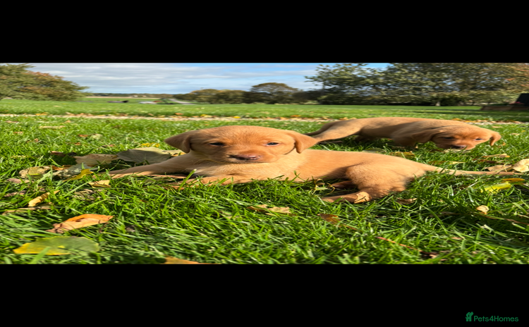 Labrador Retriever dogs - Advert 5