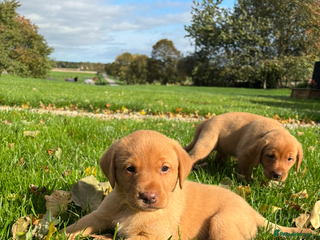 Labrador Retriever dogs - Advert 13