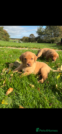 Labrador Retriever dogs - Advert 1