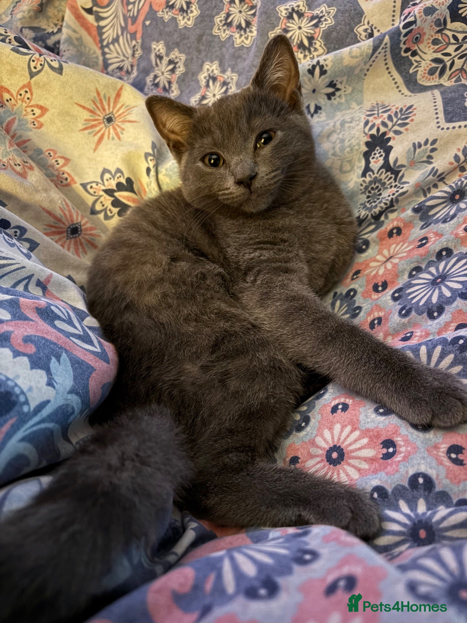 British Shorthair cats Female British short hair 3 months  - Advert 9
