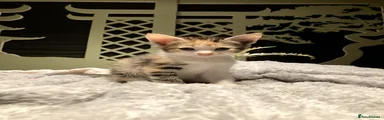 Kitten 7