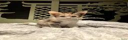 Mixed Breed cats for sale: New batch of Cuties in Basingstoke - Advert 19