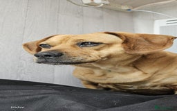 Mixed Breed dogs for sale: Dachshund + pug - Image 7