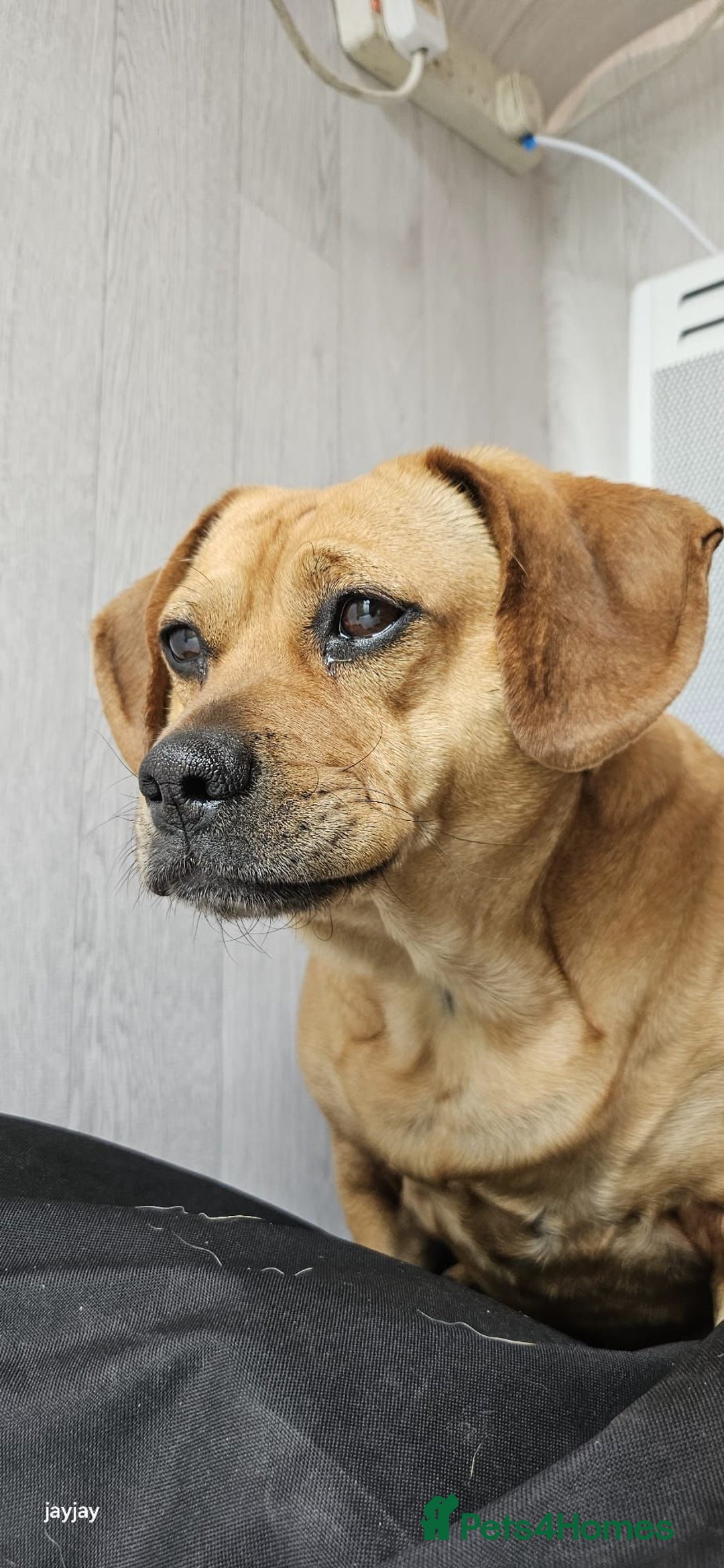Mixed Breed dogs for sale: Dachshund + pug - Image 7