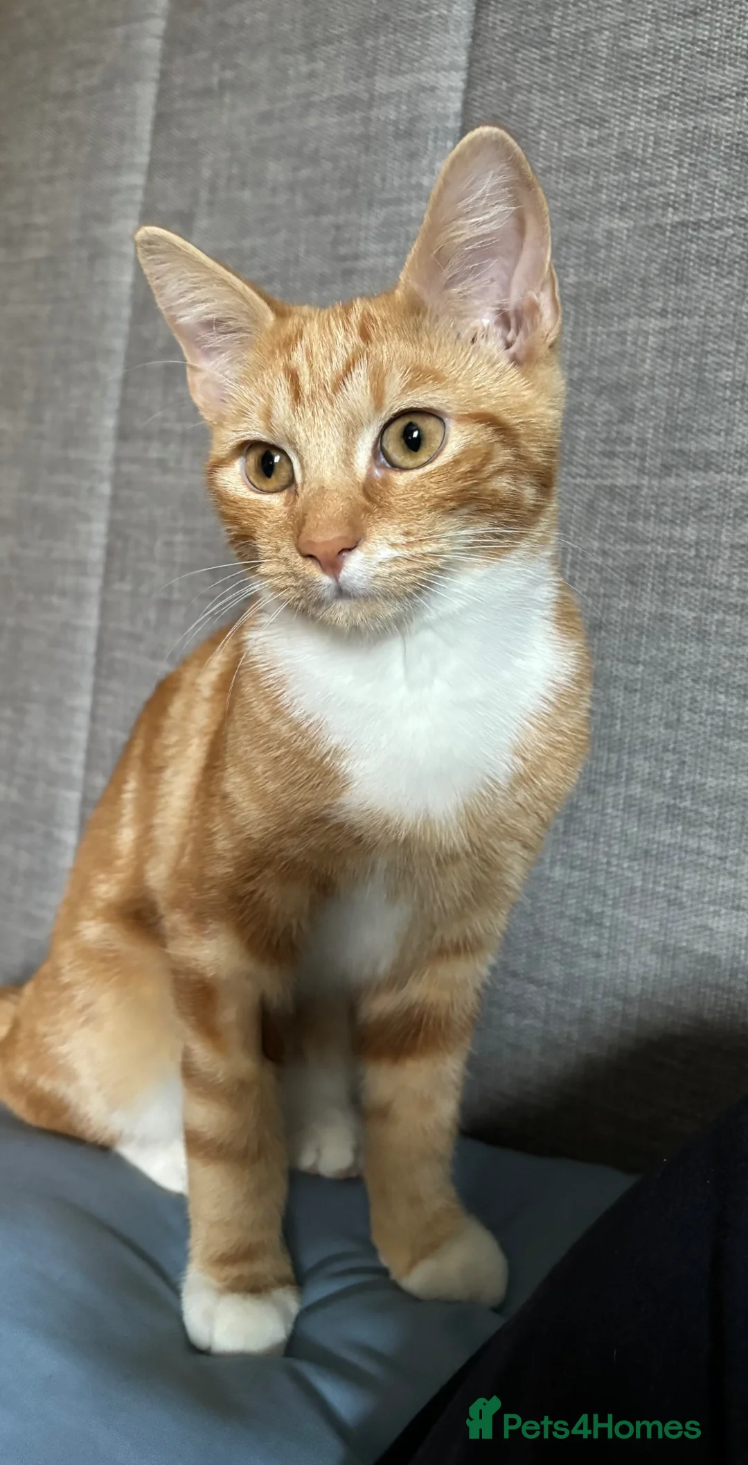 Domestic Shorthair cats for sale: 1 year old ginger male cat - Advert 5