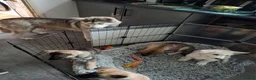 Mixed Breed dogs for sale: Puppies  - Advert 2