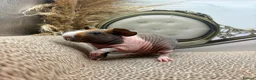 Guinea Pig rodents for sale: 3 Female Guinea pigs for sale  - Advert 1