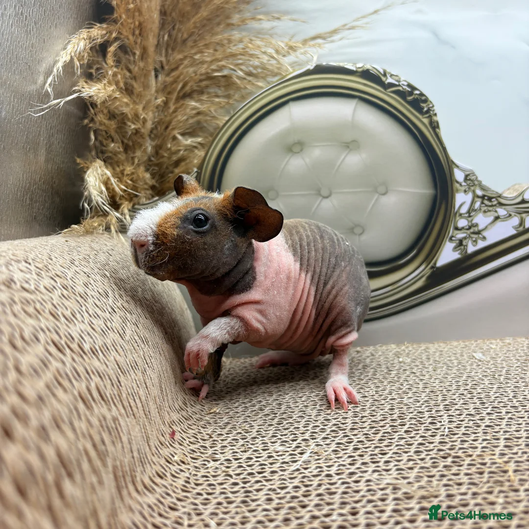Guinea Pig rodents for sale: 3 Female Guinea pigs for sale  - Advert 1