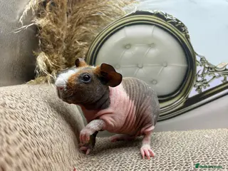 Guinea Pig rodents 3 Female Guinea pigs for sale - Advert 16