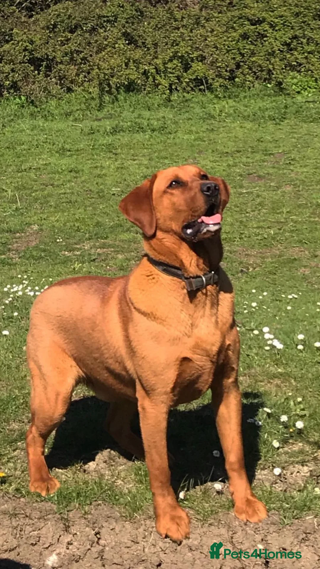 Labrador Retriever dogs for stud: Proven dark fox red stud  in Carlisle - Advert 2