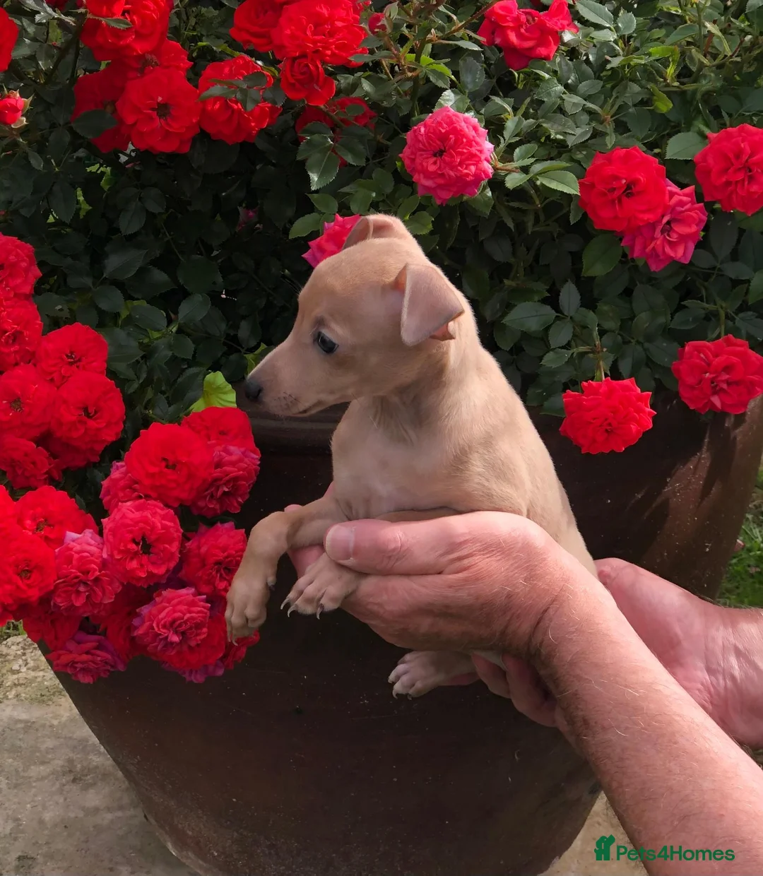 Italian Greyhound dogs for sale: Italian Greyhound puppies. in Grantham - Advert 2