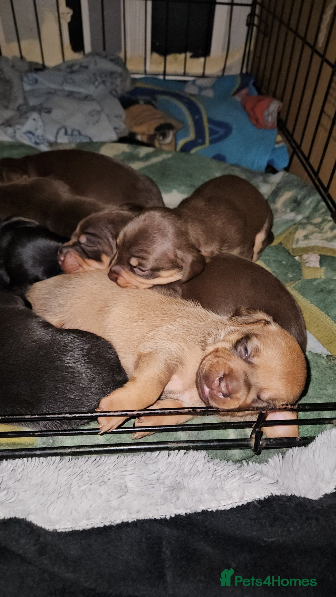 Mixed Breed dogs for sale: Pug x miniature dachshund  - Image 2