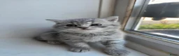 British Shorthair cats for sale: British Shorthair kittens - Advert 35
