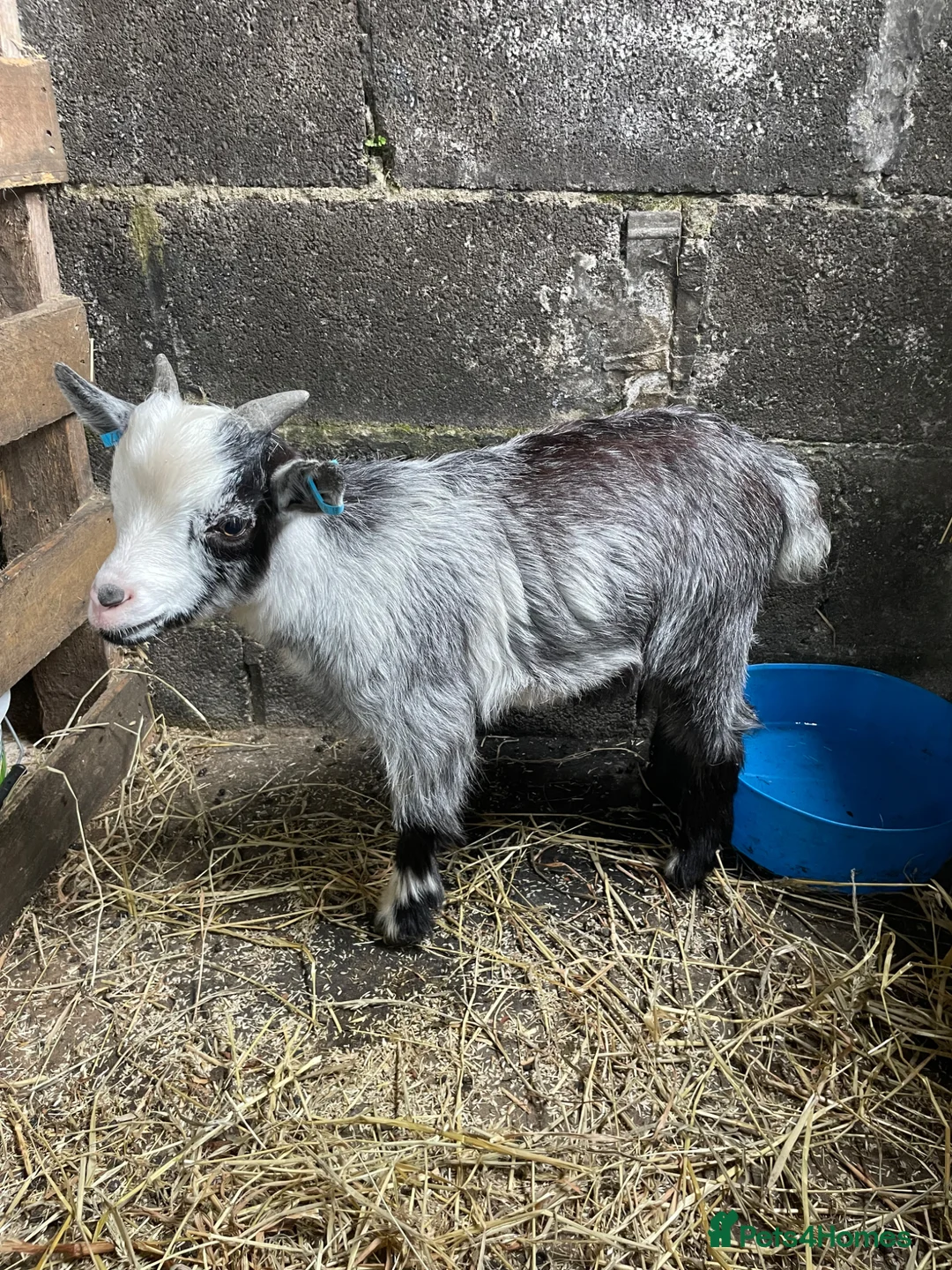Goats livestock for sale: Pygmy goats  - Advert 2