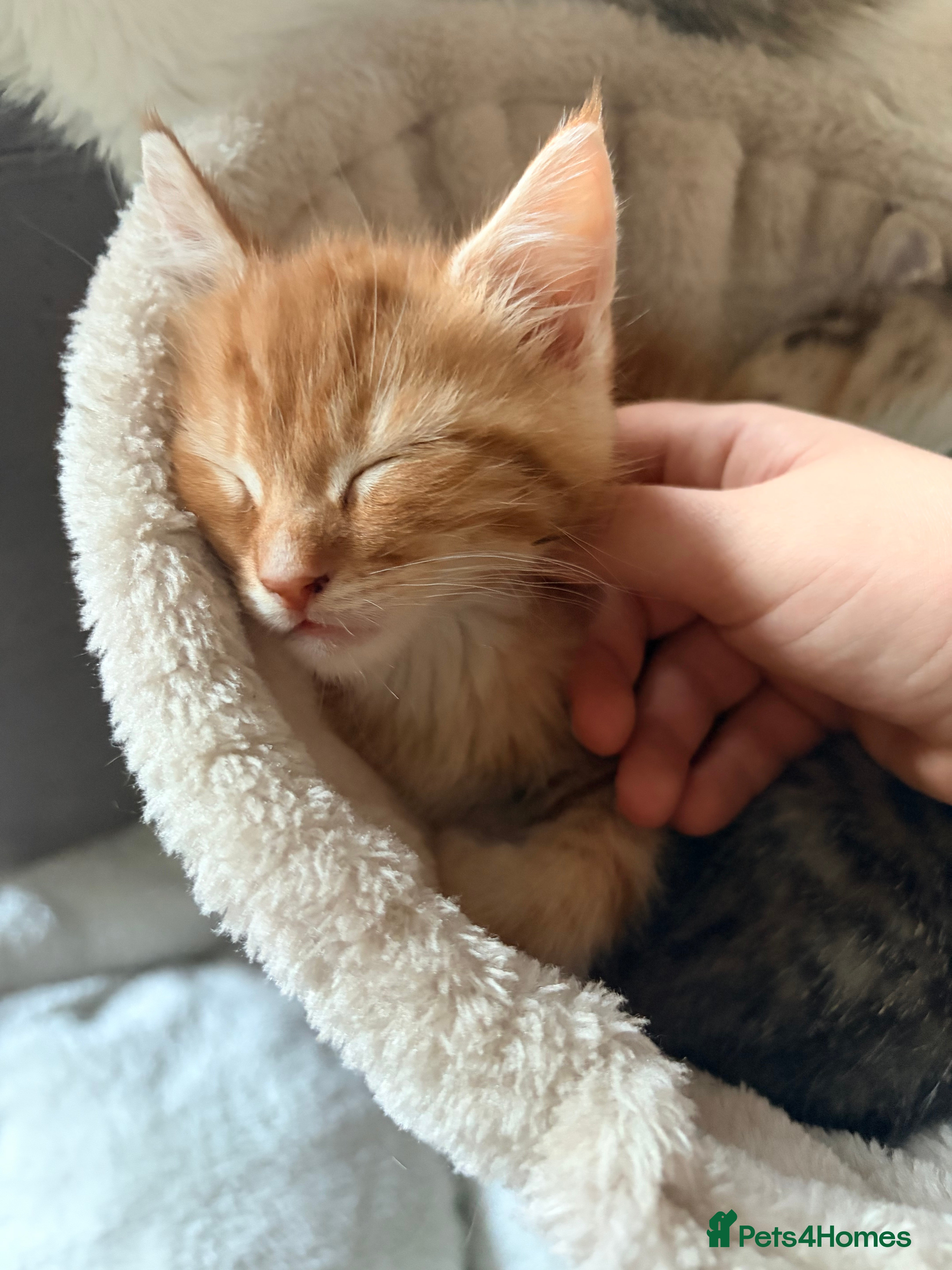 Maine Coon cats Mainecoon X tabby kittens 🐈‍⬛  - Advert 3