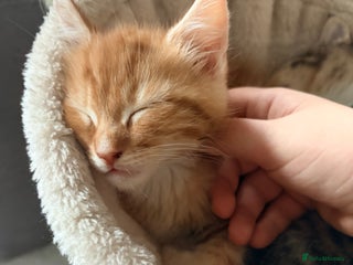 Maine Coon cats Mainecoon X tabby kittens 🐈⬛ - Advert 16