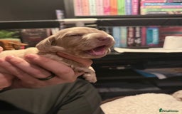 Mixed Breed dogs for sale: Adorable Daschund x spaniel pups  - Advert 18