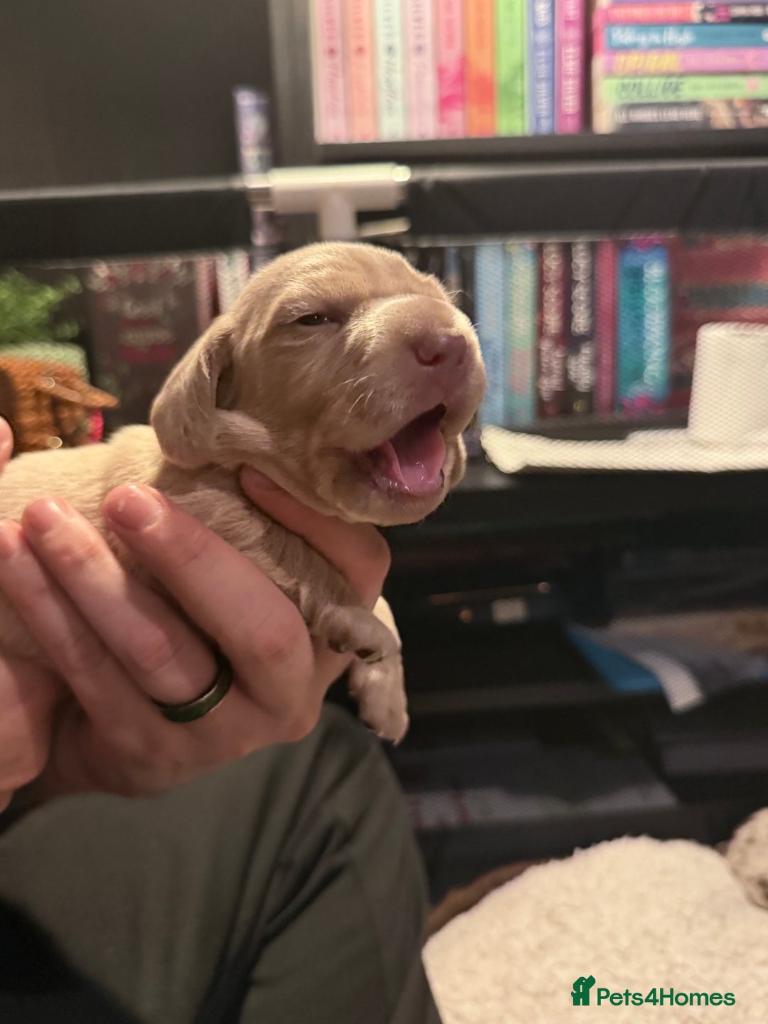 Mixed Breed dogs for sale: Adorable Daschund x spaniel pups  - Advert 18