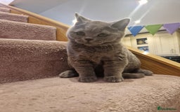 British Shorthair cats for sale: One kitten left British Blue Boy - Image 1