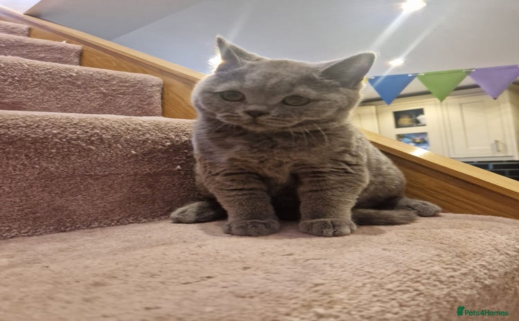 British Shorthair cats for sale - Advert 2