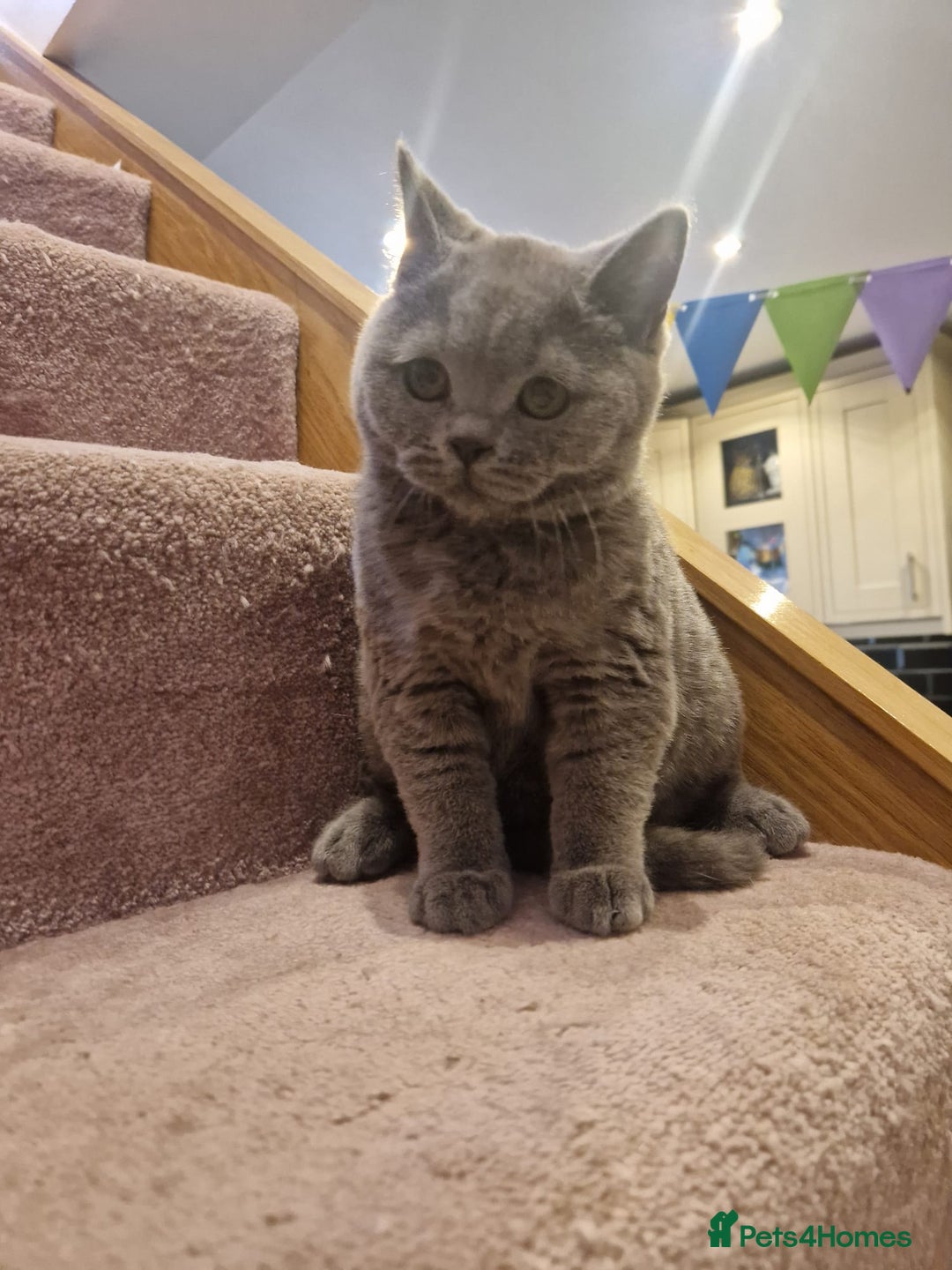 British Shorthair cats for sale: One kitten left British Blue Boy - Image 1