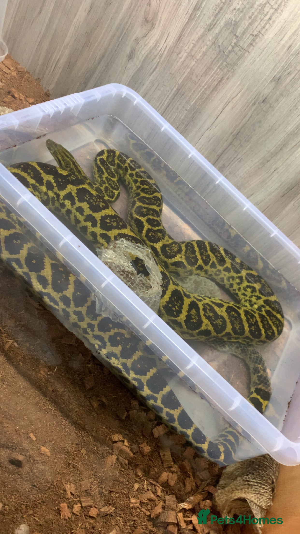 Snake reptiles Yellow anaconda  - Advert 1