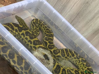 Snake reptiles Yellow anaconda - Advert 1