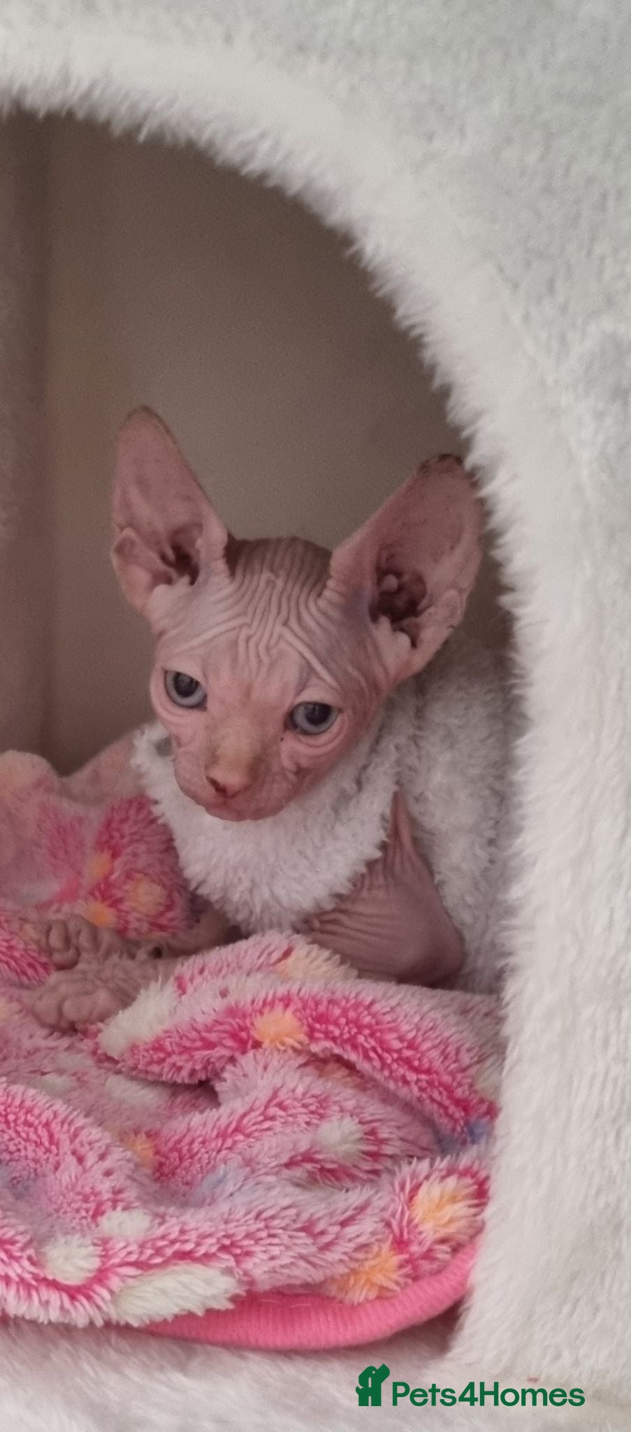Sphynx cats Sphynx Kitten - Advert 1