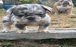 French Bulldog dogs for sale: 7 fluffy French Bulldogs puppies - Image 13