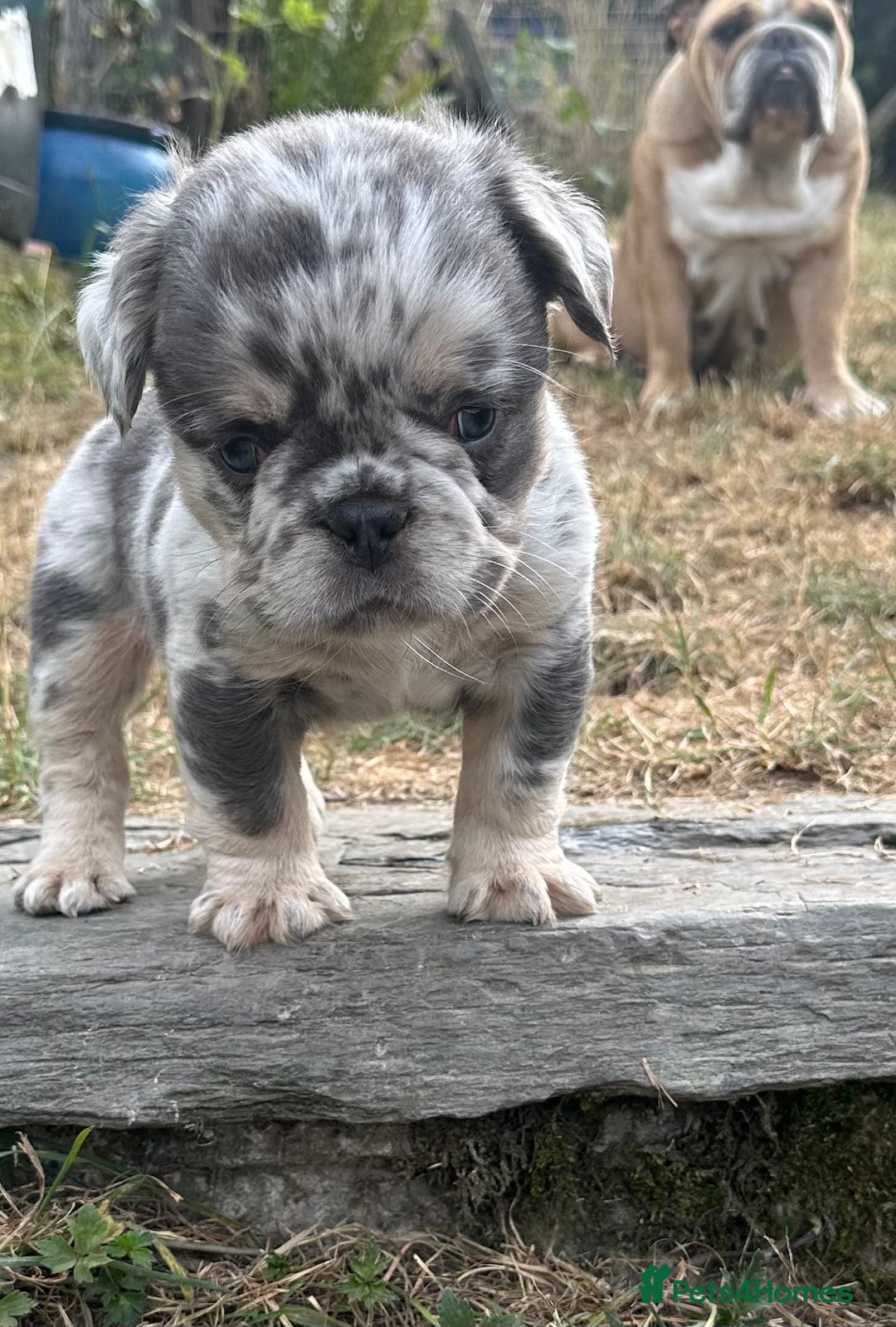 French Bulldog dogs for sale: 7 fluffy French Bulldogs puppies - Image 13