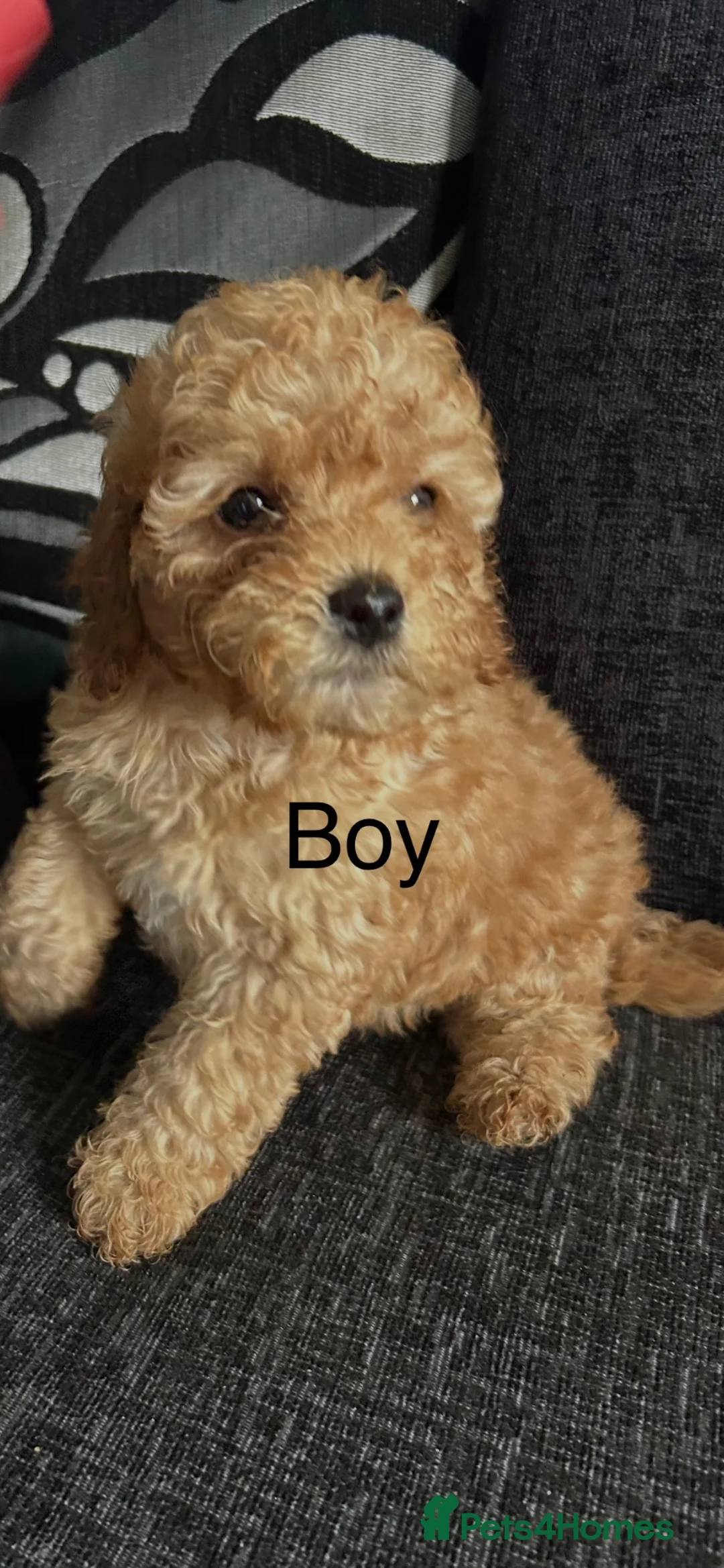 Cockapoo dogs for sale: F1b cockapoo, Ready to leave   - Advert 1