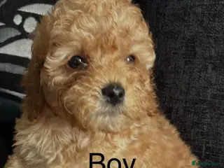 Cockapoo dogs F1b cockapoo, 1 boy 1 girl available - Advert 18