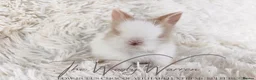 Lionhead rabbits for sale: Fully Vaccinated Lionhead Brothers  - Advert 1