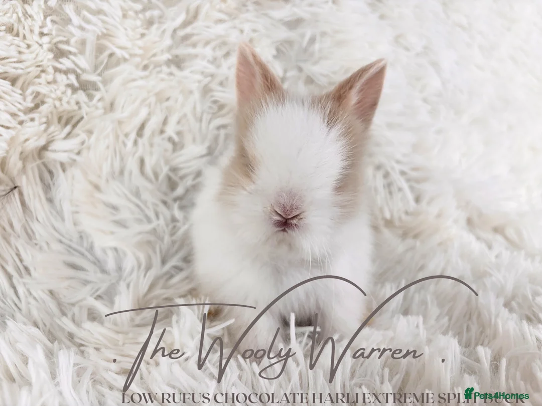 Lionhead rabbits for sale: Fully Vaccinated Lionhead Brothers  - Advert 1