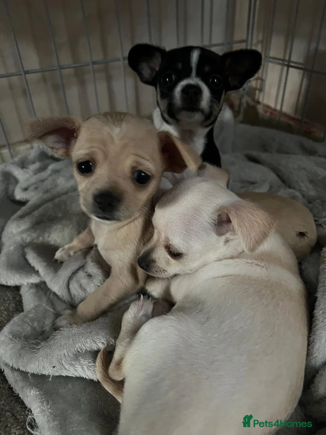 Chihuahua dogs for sale: Stunning cutie chihuahua  - Advert 2