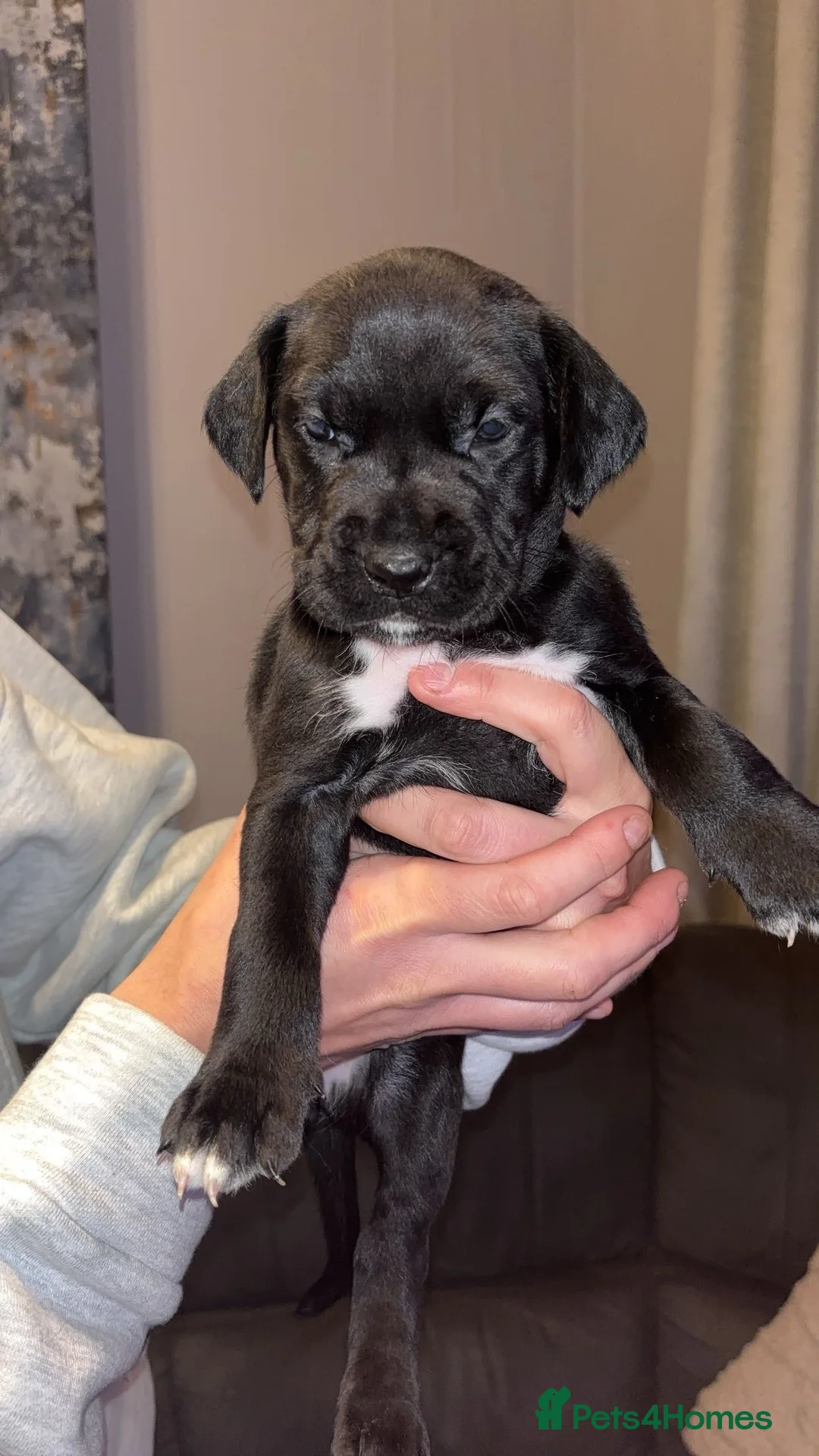 Mixed Breed dogs for sale: Stunning Cane Corso x Presa Canario Puppies  - Advert 23