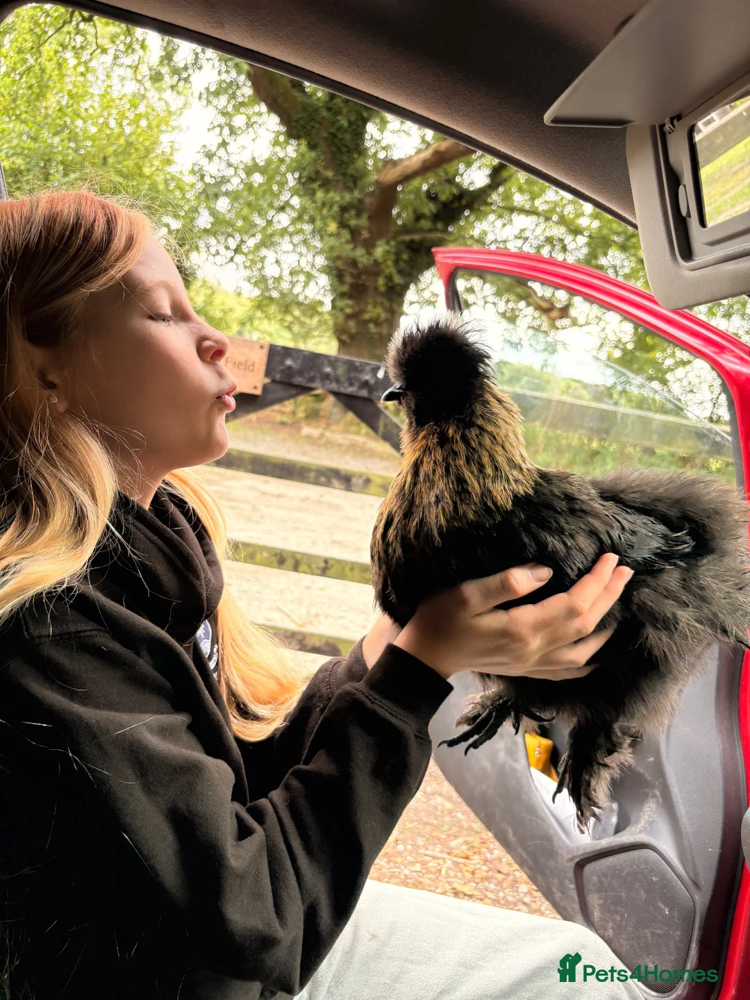 Chickens poultry for sale: 2 Silkie Cockerals  in Milnthorpe - Advert 1