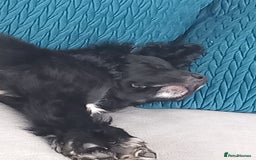 Cocker Spaniel dogs for sale: Rocco - Image 5