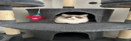 Ragdoll cats for sale: 🐾 Beautiful Ragdoll Kittens For Sale 🐾 - Advert 3